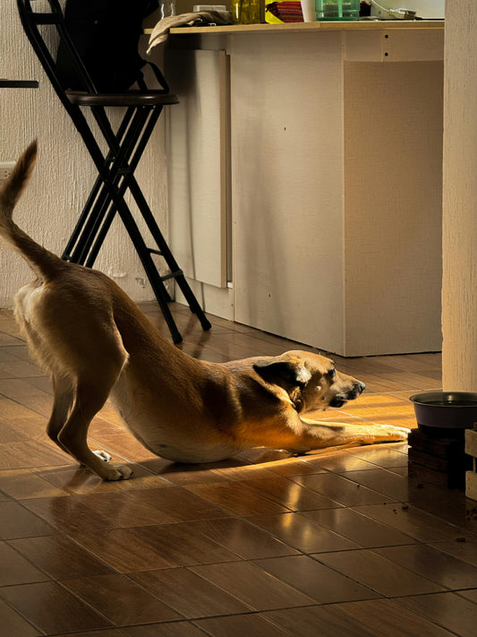 Comment nettoyer les glandes anales de mon chien?
