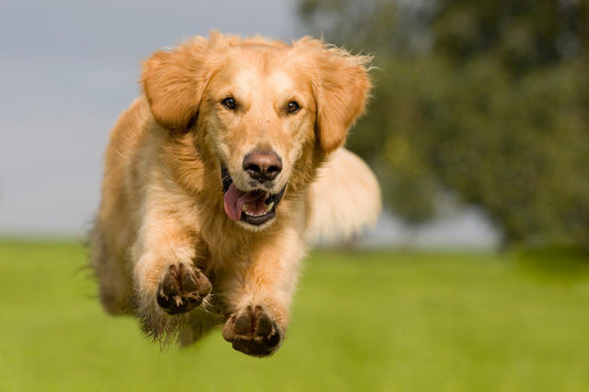 Comment garder son chien en sécurité?