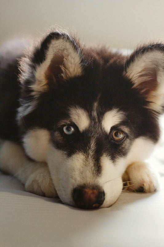 Adopter un chien : ce qu’on ne vous dit pas toujours