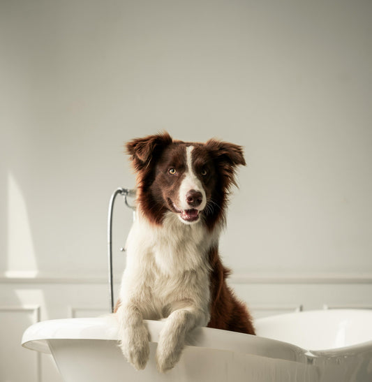 Chien Précieux