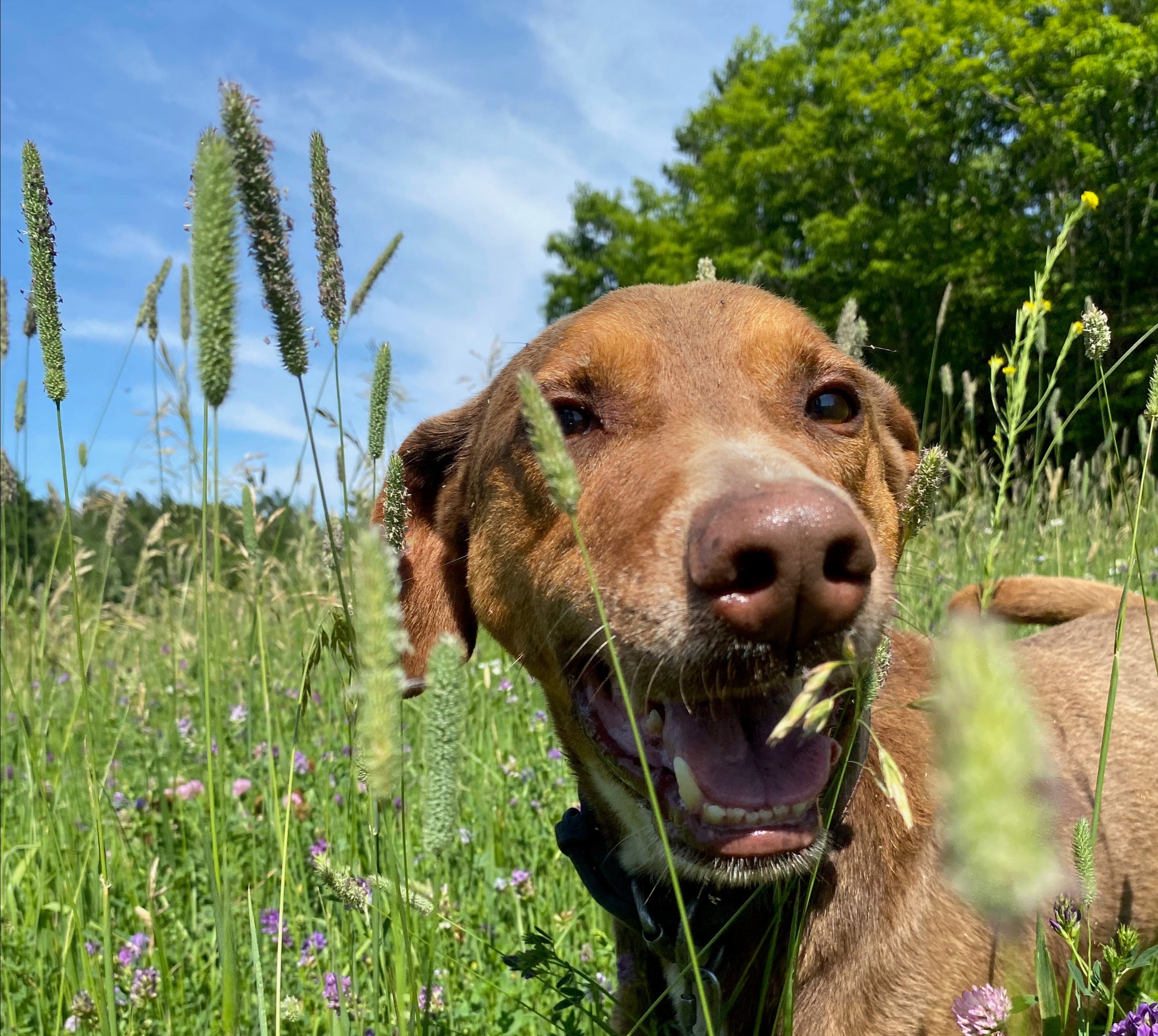 Cabot chien precieux