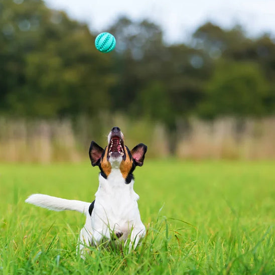 Balle pour chien | Foodie-ball™