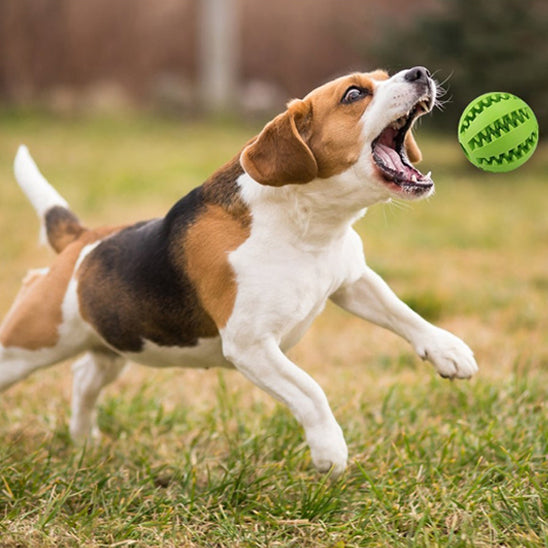 Balle pour chien | Foodie-ball™