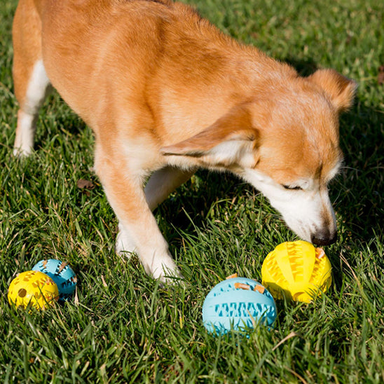 Balle pour chien | Foodie-ball™