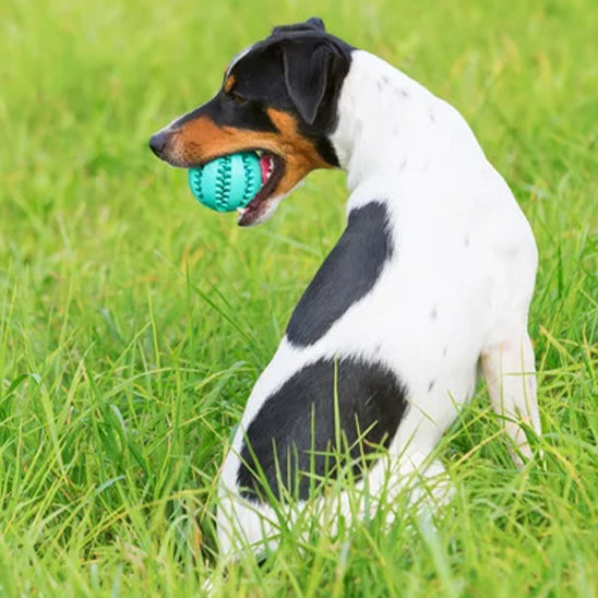 Balle pour chien | Foodie-ball™