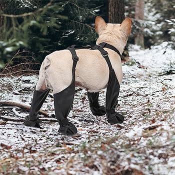 Bottes pour chien