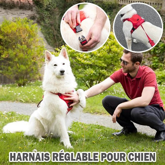 harnais pour chien