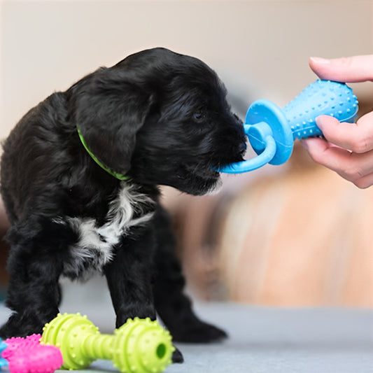 Jouet pour chien |  Mâchouille-Dents ™