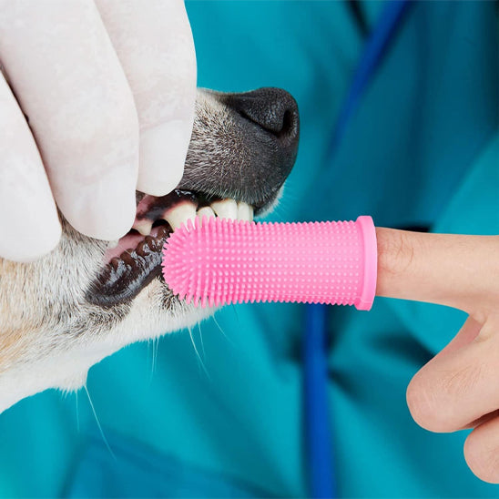 Brosse a dent chien