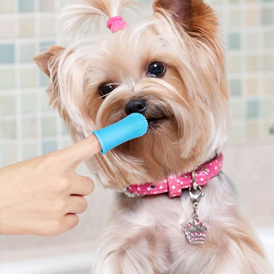 Brosse a dent chien