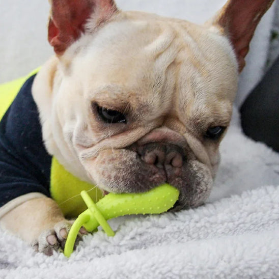 Jouet pour chien |  Mâchouille-Dents ™