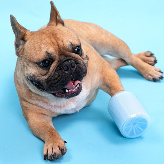 Lave patte chien