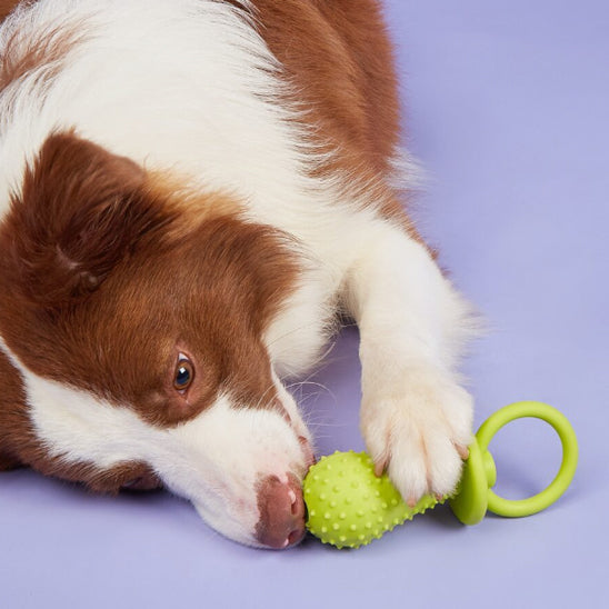 Jouet pour chien |  Mâchouille-Dents ™