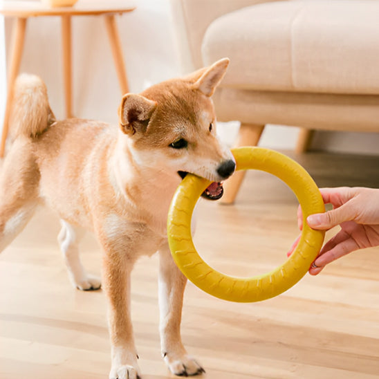 Jouet pour chien | Anneau