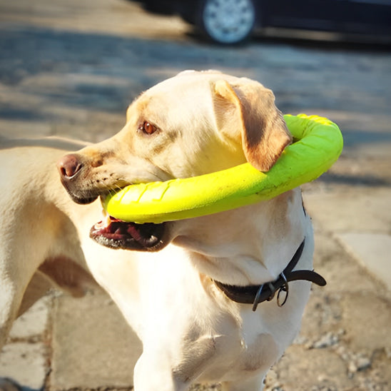 Jouet pour chien | Anneau