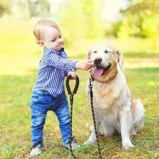 Laisse chiens